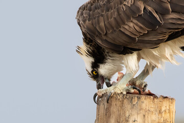bird of prey, osprey 