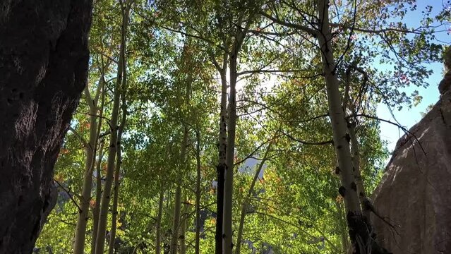wild poplars grown in the wild mountains in accordance with the cool climate