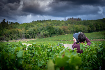 Vignoble