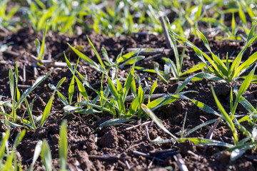 Winter wheat variety covered with dew drops