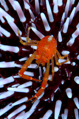 Pequeño cangrejo Galatea refugiado entre puas de erizo de mar	