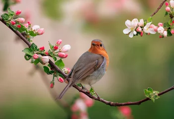Zelfklevend Fotobehang a robin bird is sitting in a sunny spring garden on a branch of an apple tree with pink flowers © nataba