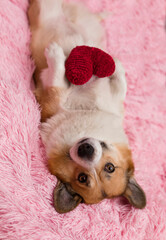 valentine with a cute corgi dog puppy lying on a pink plaid with a red heart in its paws and smiling