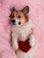 valentine with a cute corgi dog puppy lying on a pink plaid with a red heart in its paws