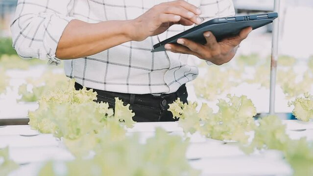 Asian oman farmer looking organic vegetables and holding tablet, laptop for checking orders or quality farm in morning light