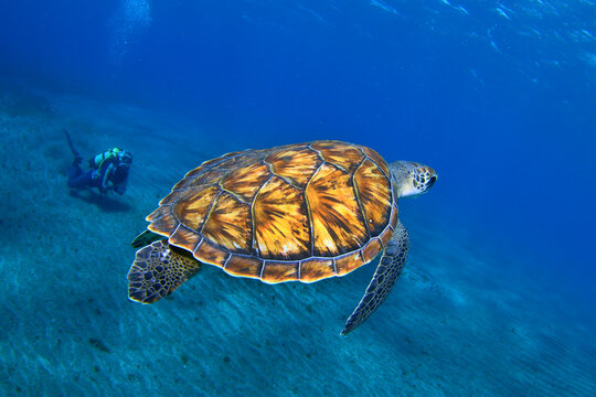 Buceador observando tortuga marina nadando