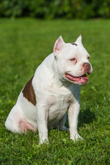 American Bully puppy dog sitting on green grass