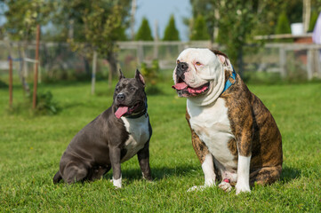 Two dogs American Staffordshire Terrier and American Bulldog sitting on green grass