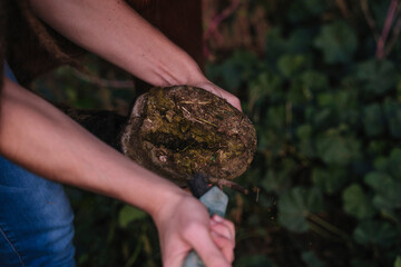 Brunette woman cleaning the hooves of a brown horse.