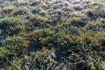 green grass in frost in the morning