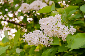 branch with white lilac spring flowers, bright blooms of spring lilacs bush, soft focus, close-up.green leaves. Spring blossom. sunny warm weather