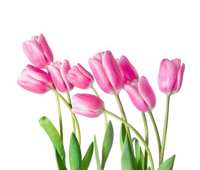 Naklejka premium Fresh pink tulips on a transparent background