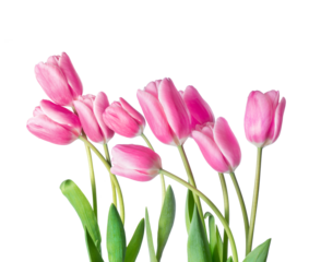 Fresh pink tulips on a transparent background