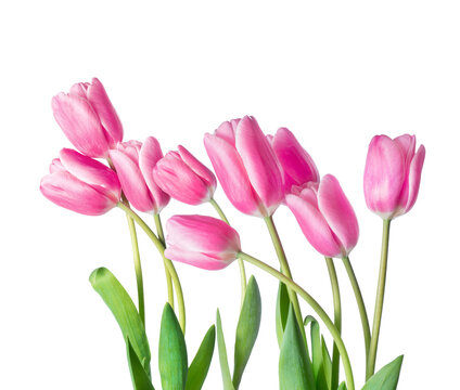 Fresh pink tulips on a transparent background