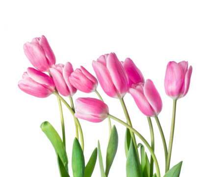 Fresh pink tulips on a transparent background - Powered by Adobe