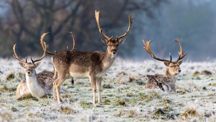 Naklejka premium Fallow deer
