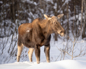 Obraz na płótnie Canvas cute elk cow stand in the deep snow illuminated by the sun in the forest in a clearing with blurred trees background