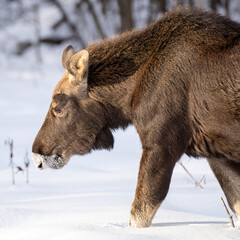 Close up of cute elk calf walks with the front leg raised through the deep snow illuminated by the sun in the forest in a clearing with blurred trees background