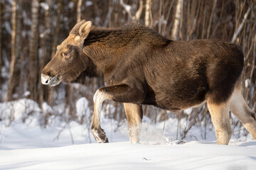 cute elk calf walks with the front leg raised through the deep snow illuminated by the sun in the forest in a clearing with blurred trees background