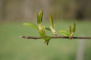 First spring budds. Macro shot. Space for copy text