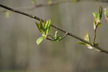 First spring budds. Macro shot. Space for copy text
