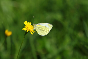 butterfly on flower
