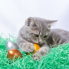 Fototapeta na wymiar Little gray kitten lying on a paper straw and playing with Easter eggs. Hunt Easter eggs concept. Easter with pets