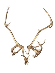 watercolor deer antlers. realistic illustration of horns