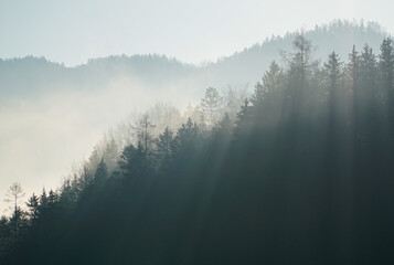 Moody forest landscape with fog and mist
