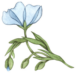 Fototapeta premium Blue flax flower. Hand painted watercolor linen blooming illustration. Single floral element isolated on transparent background. Blue, yellow and green colored clipart. 
