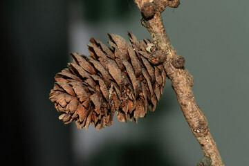 closeup of a pine cone