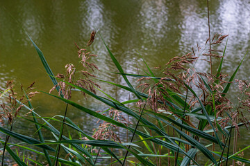Green grass sedge at the reservoir river.