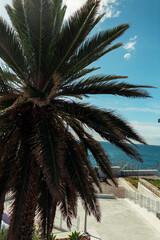 Fototapeta na wymiar Beautiful palm tree on Madeira island by the ocean