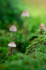 Closeup of macro of mushrooms