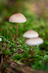Closeup of macro of mushrooms
