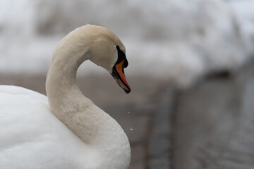 Obraz premium Beautiful swan at lake worth Wörthersee bird white big