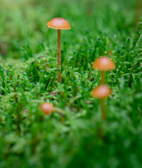 Fototapeta premium Closeup of macro of mushrooms
