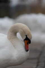 Beautiful swan at lake worth W&ouml;rthersee bird white big