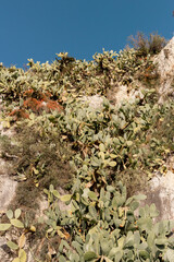 cactus in the desert in mountains