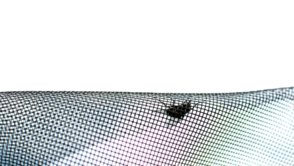 A fly got caught in a mosquito net