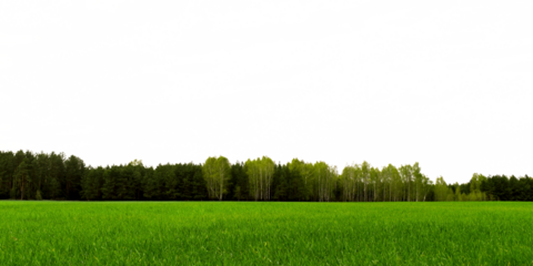 Spring landscape, forest and field planted with wheat sprouts