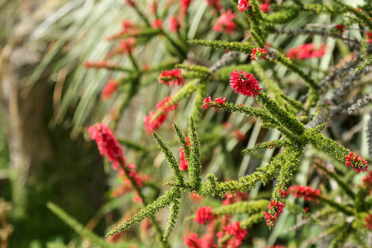 Branches of calothamnus validus with red flower buds against of a blurred background of nature. Flora of Australia. Copy space.