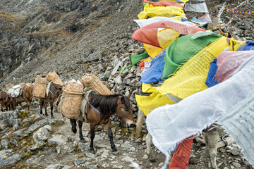 Bêtes de somme au col de Tsemo La, 4905 mètres d’altitude, treizième jour du Snowman Trek, Bhoutan
