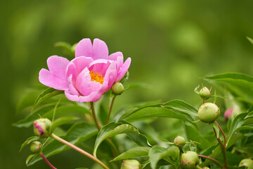 Peony bush with many buds and delicate pink flower on a beautiful green background. Copy space.