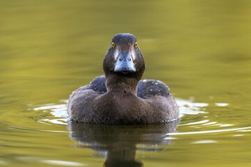 Tufted duck