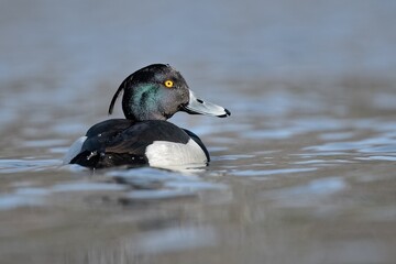 Tufted duck