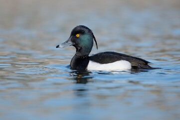 Fototapeta premium Tufted duck