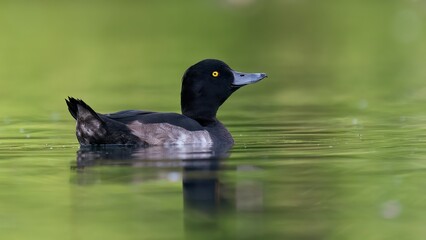 Tufted duck