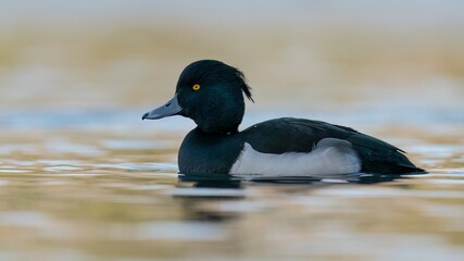 Tufted duck