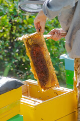 beekeeper puts frame in hive. Work on apiary in summer. Beekeeping. Caring for bees. profitable...